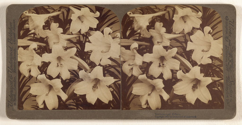 Underwood & Underwood:Stereoscopic Effect. [Easter Lilies], Poster Print Wall Art