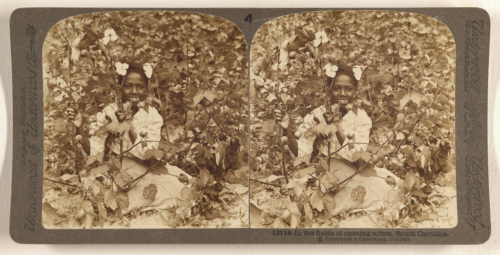 Underwood & Underwood:In the fields of opening cotton, South, Poster Print Wall Art