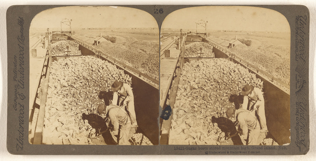 Underwood & Underwood:Sugar beets stored mountain high, Gran, Poster Print Wall Art