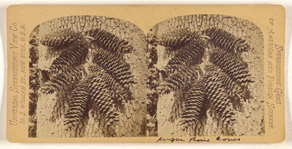 Universal Stereoscopic View Company:[Sugar Pine Cones], Poster Print Wall Art