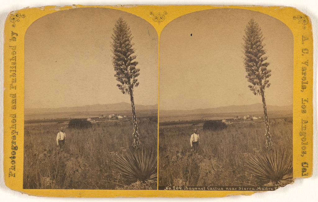 A.C. Varela:Bayonet Cactus near Sierra Madre Villa., Poster Print Wall Art