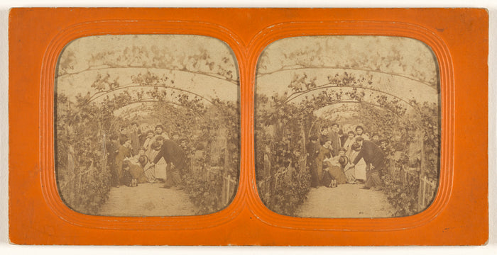 Unknown:[Group of people under a series of grape vines],16x12