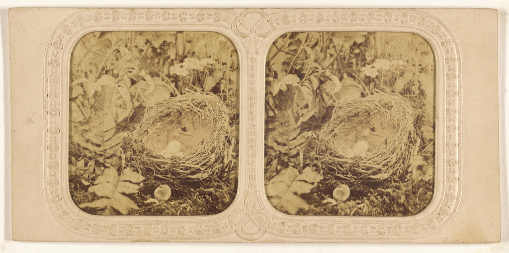 Unknown:[Bird nest with eggs, one hatched], Poster Print Wall Art