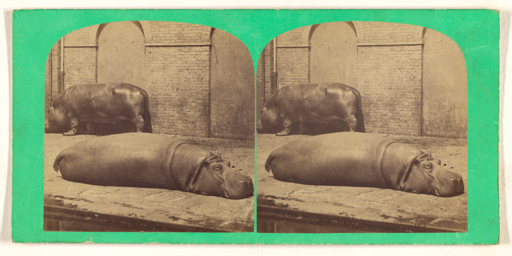 Unknown:Hippopotamus, (male and female) Hippopotamus amphibi, Poster Print Wall Art