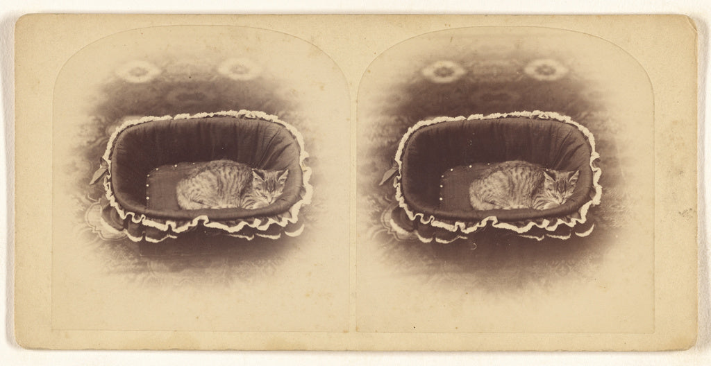 Unknown:[Cat sleeping in a basket], Poster Print Wall Art
