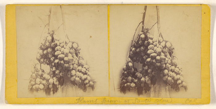 Unknown maker, American:[Plums grown at Santa Clara, Cal.],16x12