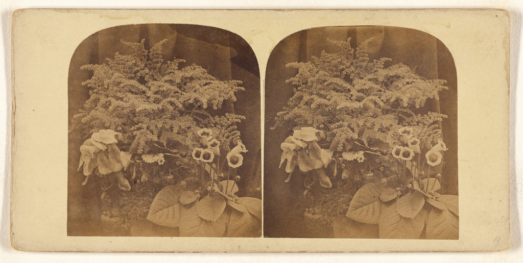 Unknown:[Flower study], Poster Print Wall Art