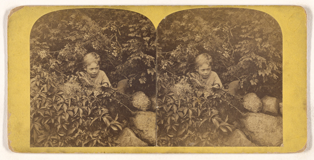 Unknown:[Robbing the Nest], Poster Print Wall Art