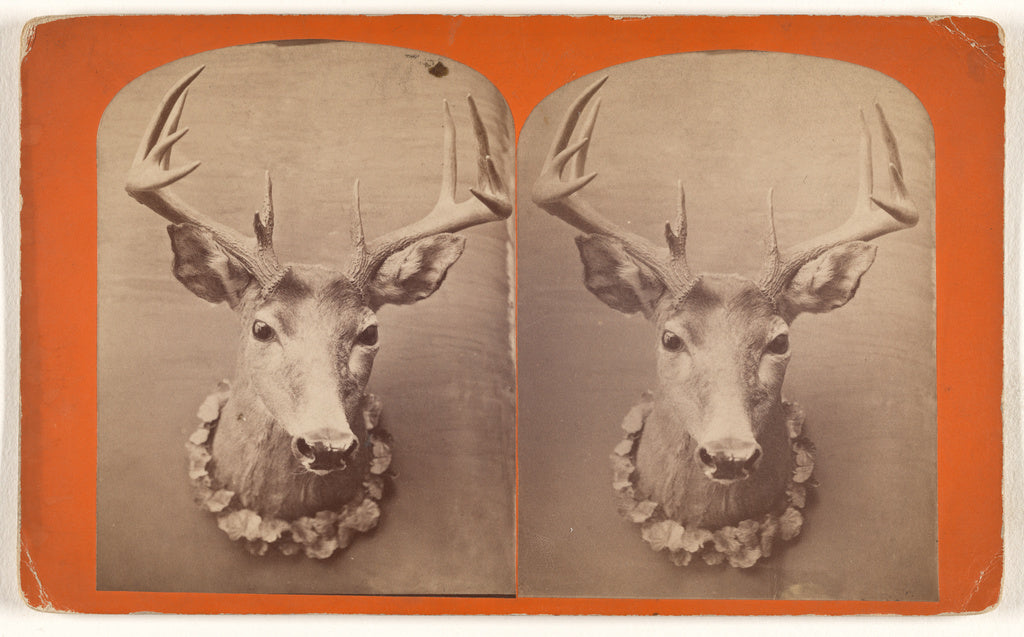 Unknown:[Taxidermic deer head], Poster Print Wall Art