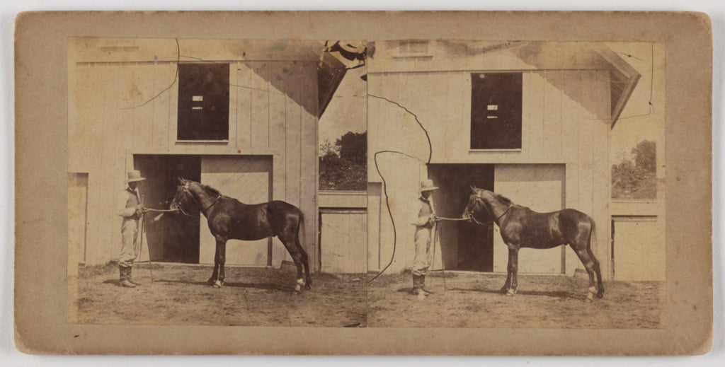 Unknown maker, American:[Man holding horse by bridle], Poster Print Wall Art