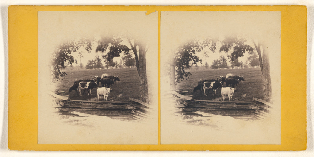 Tooker:[Cattle near wooden fence], Poster Print Wall Art