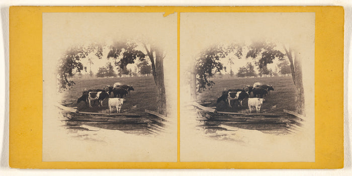 Tooker:[Cattle near wooden fence],16x12