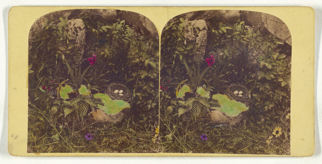 Unknown:[Bird's nest], Poster Print Wall Art