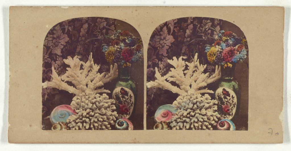 Unknown:[Coral and shells], Poster Print Wall Art