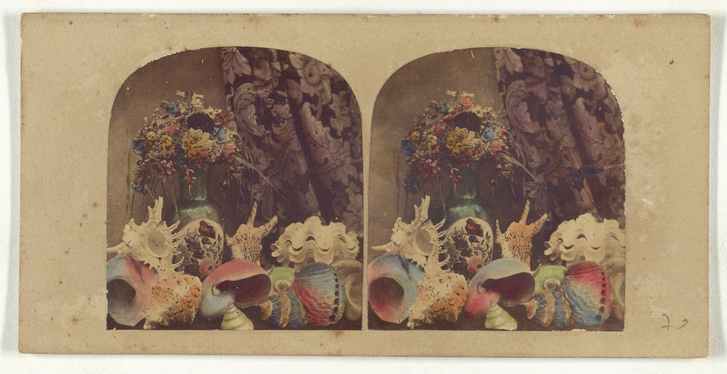 Unknown:[Still life with shells], Poster Print Wall Art