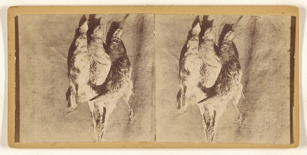 Unknown:[Still life of fowl], Poster Print Wall Art