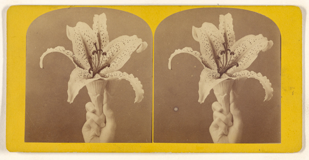 Unknown:[Lily], Poster Print Wall Art