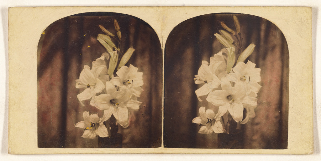 Unknown:[Lilies], Poster Print Wall Art
