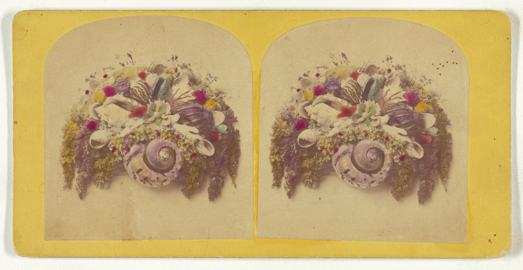 Unknown:[Shell arrangement], Poster Print Wall Art