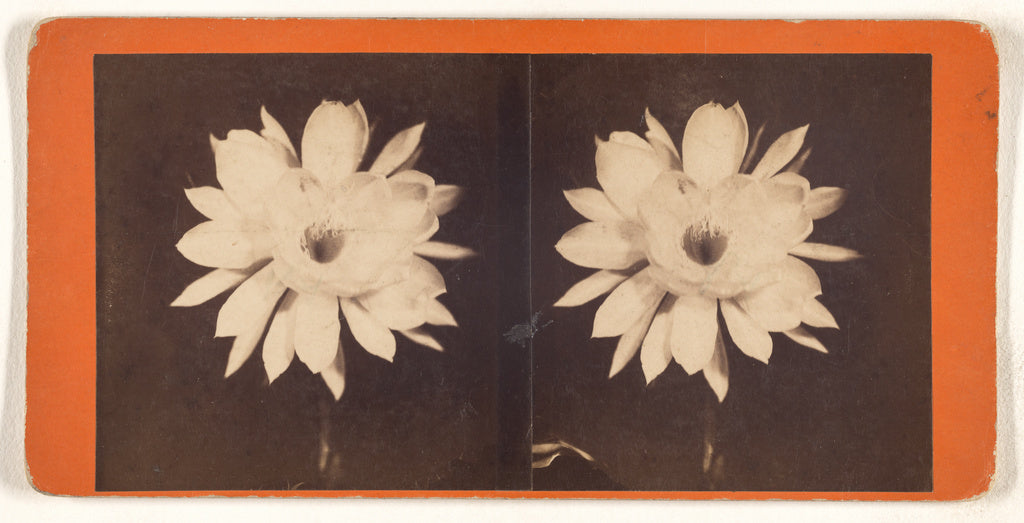 Unknown:[Flower], Poster Print Wall Art