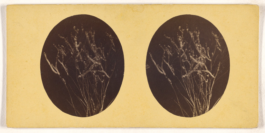Unknown:[Microscopic bacteria or flora], Poster Print Wall Art