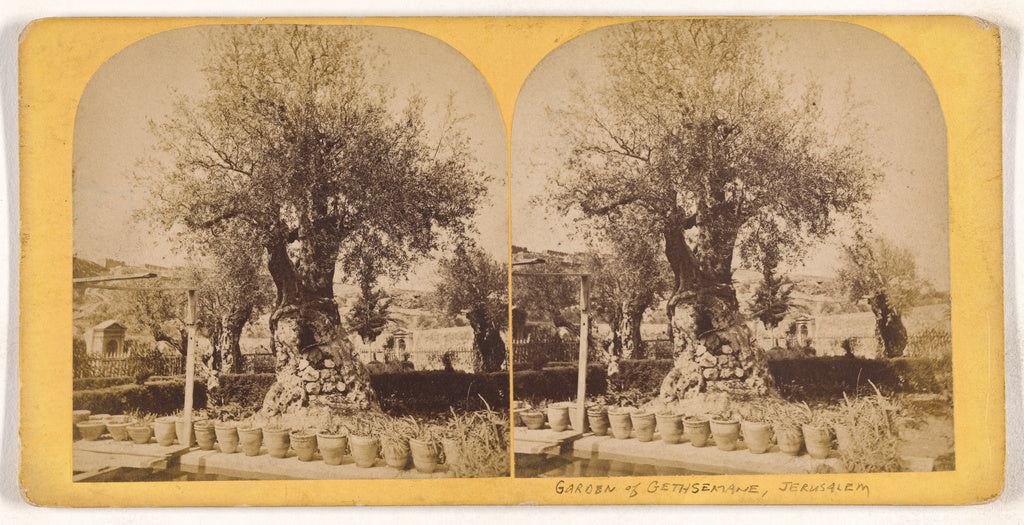 Unknown:[Garden of Gethsemane, Jerusalem], Poster Print Wall Art