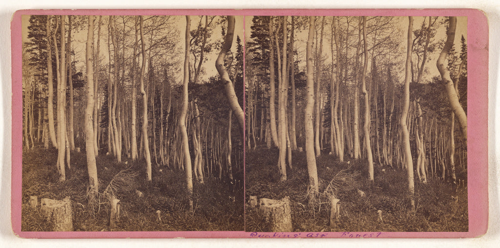 Unknown:[Quaking Asp Forest], Poster Print Wall Art