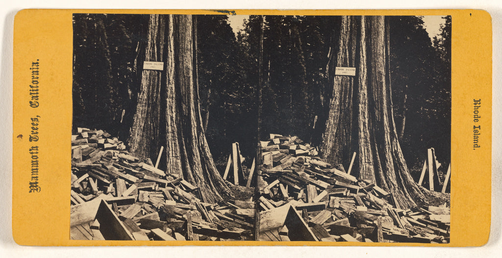 Unknown maker, American:Rhode Island. Mammoth Trees, Califor, Poster Print Wall Art