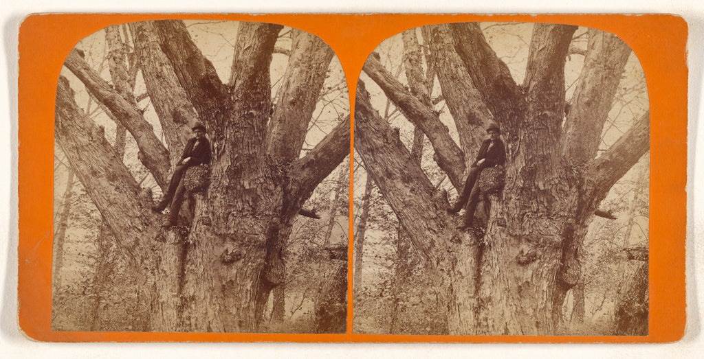 Unknown maker, American:[Big Tree, Andover, Mass.], Poster Print Wall Art