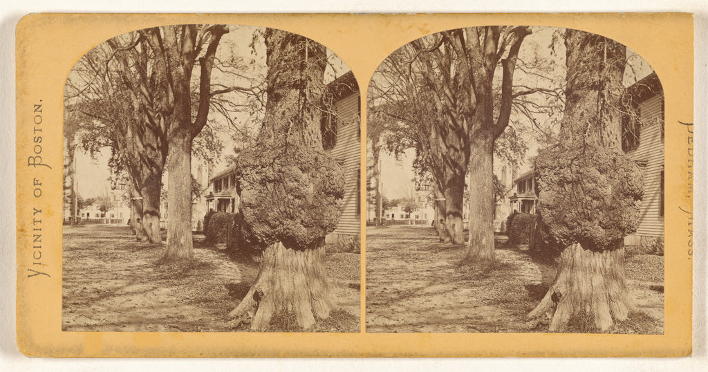 Unknown maker, American:Old Elm, Court Street. Dedham, Mass., Poster Print Wall Art
