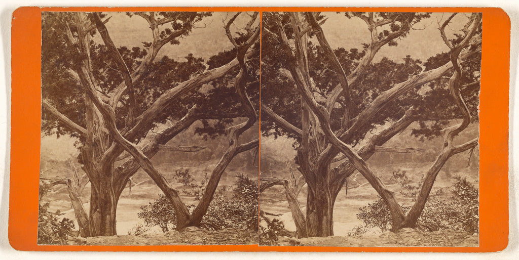 Unknown maker, American:[Texas Scenery. Mountain Cedar.], Poster Print Wall Art