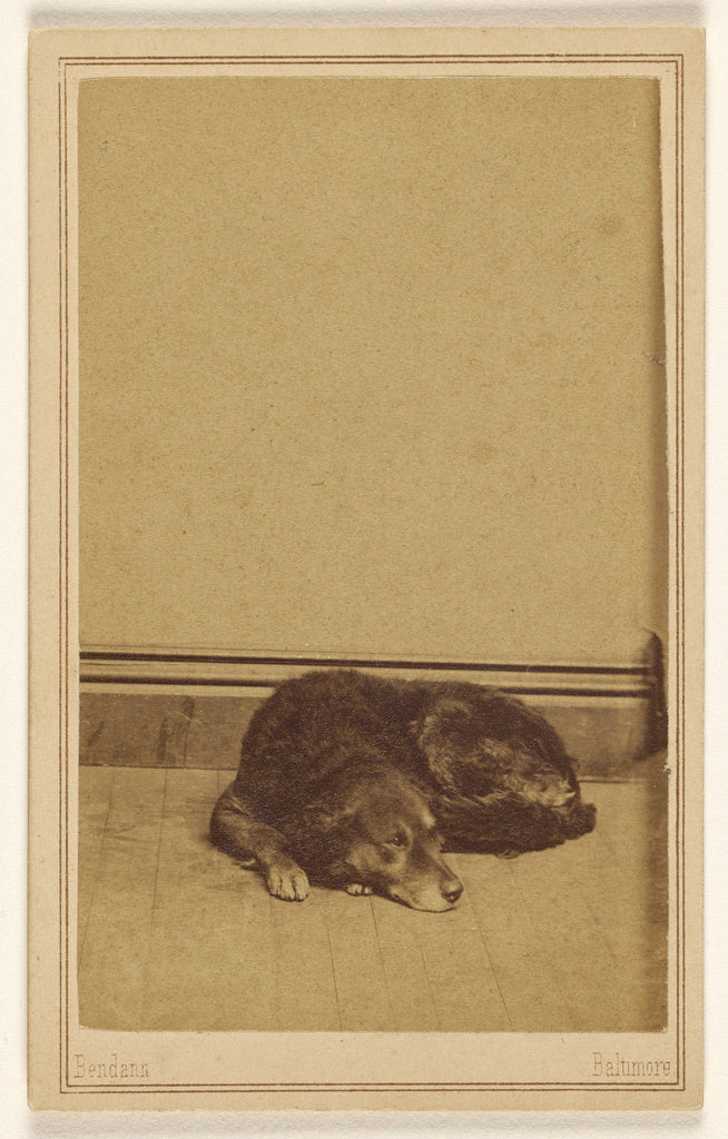 Bendann Brothers:[Dog resting on floor], Poster Print Wall Art