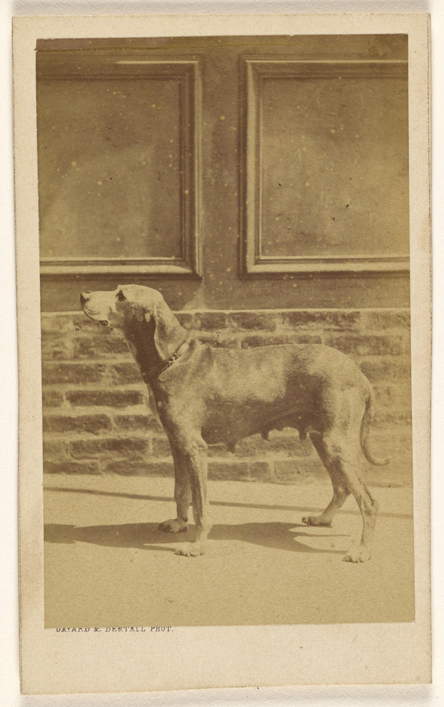 Bayard & Bertall:[Bitch in profile], Poster Print Wall Art