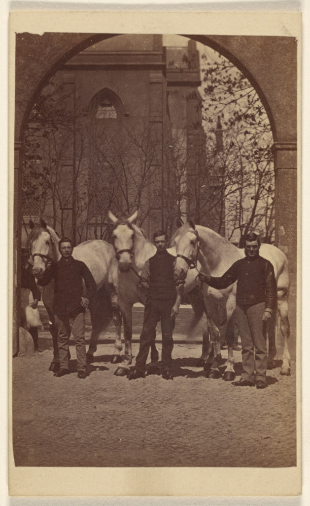 Henry Pointer:[Three men posing with three white horses], Poster Print Wall Art
