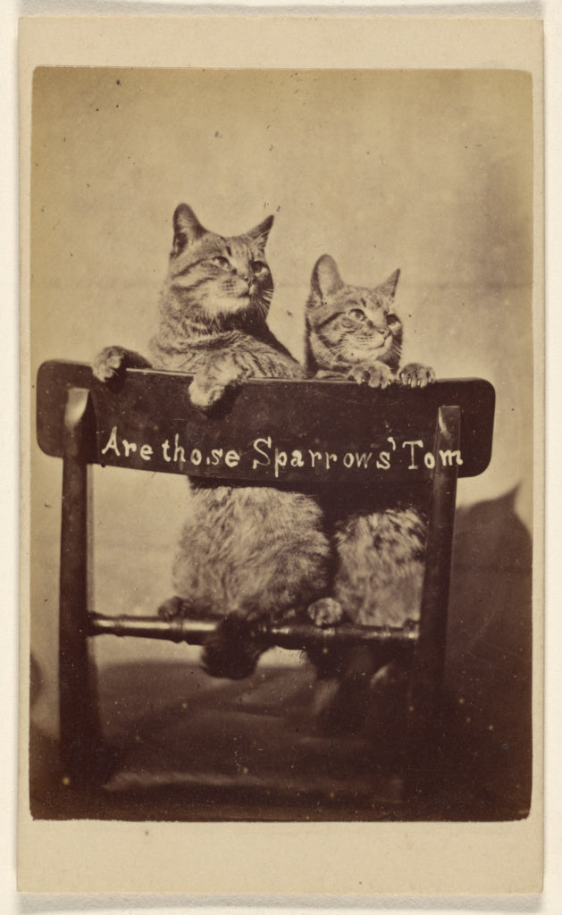 Henry Pointer:Are Those Sparrows' Tom., Poster Print Wall Art