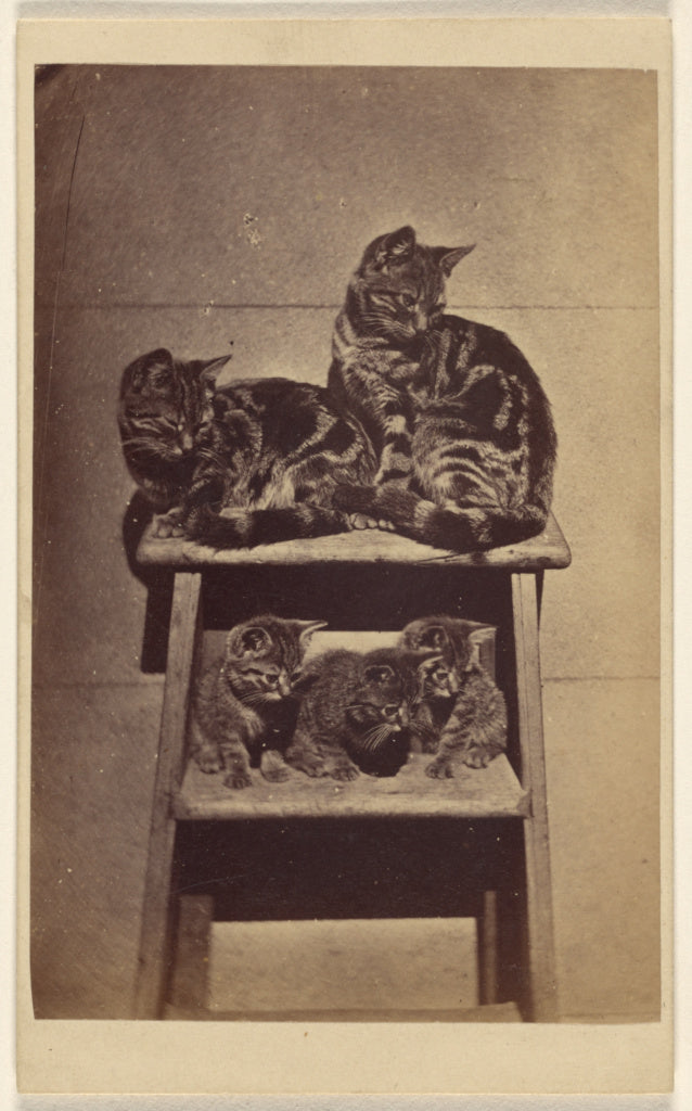 Henry Pointer:[Five cats perched on a ladder], Poster Print Wall Art