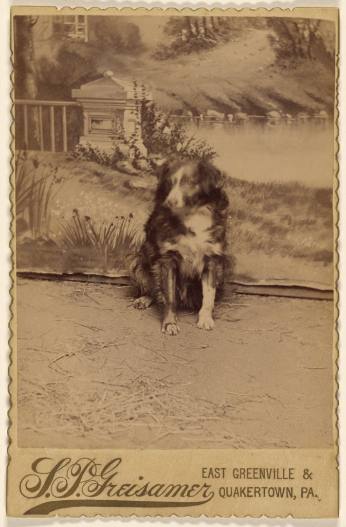 S.P. Greisamer:[Portrait of a black & white dog], Poster Print Wall Art