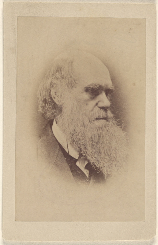 Unknown maker, British:[Charles Darwin], Poster Print Wall Art