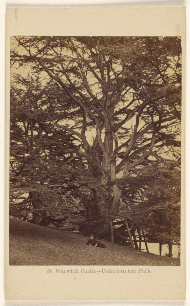 Francis Bedford:Warwick Castle - Cedars in the Park., Poster Print Wall Art
