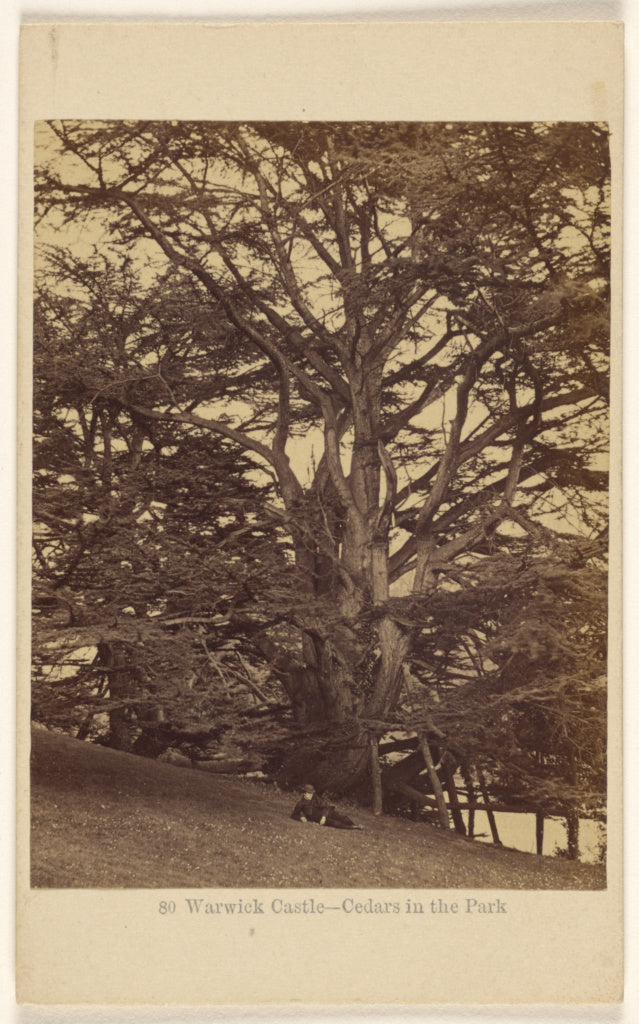 Francis Bedford:Warwick Castle - Cedars in the Park.,16x12
