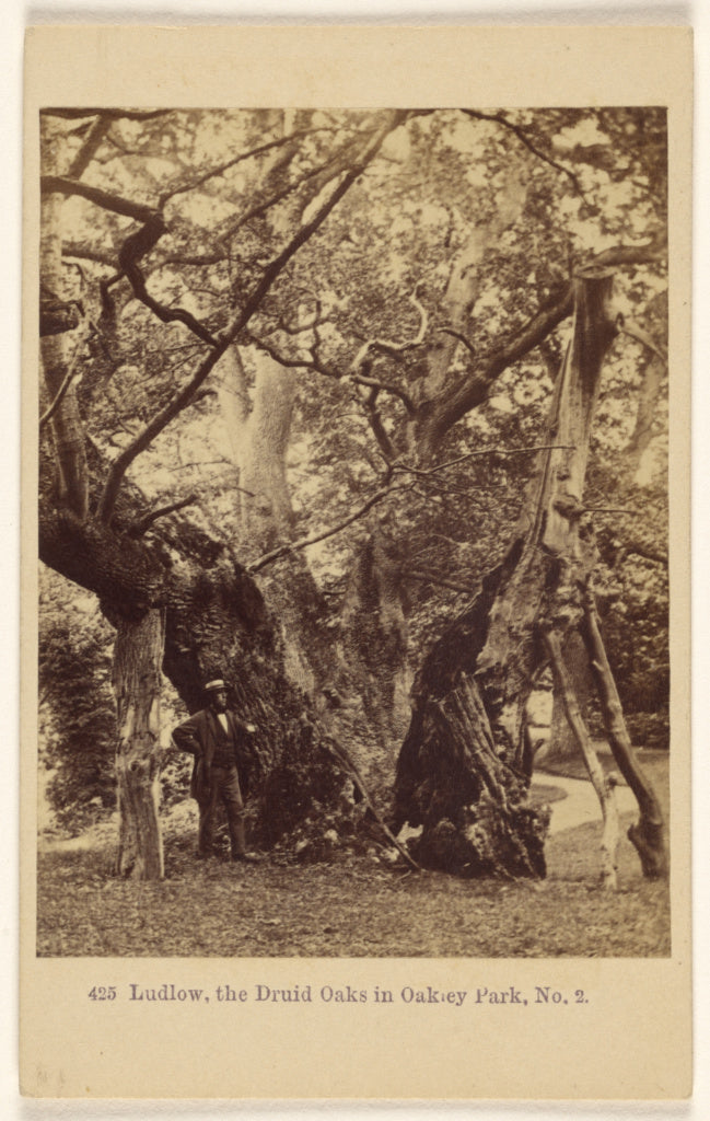 Francis Bedford:Ludlow, the Druid Oaks in Oakley Park, No. 2, Poster Print Wall Art