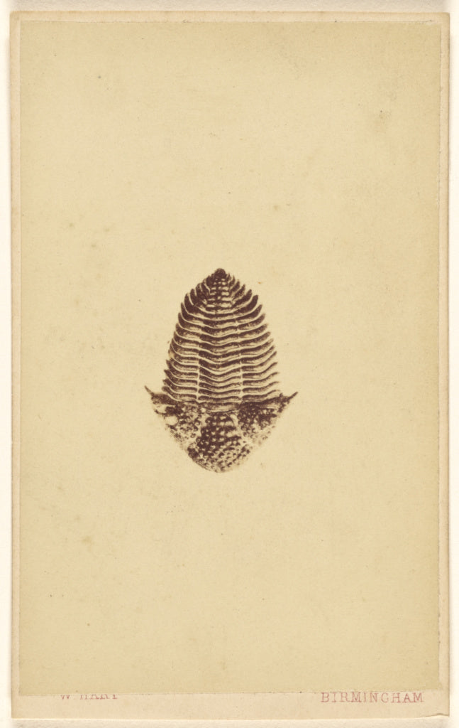 William Hart:[Fossil of a trilobite], Poster Print Wall Art