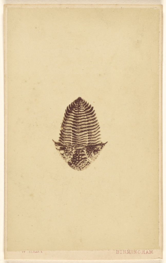 William Hart:[Fossil of a trilobite],16x12"(A3)Poster