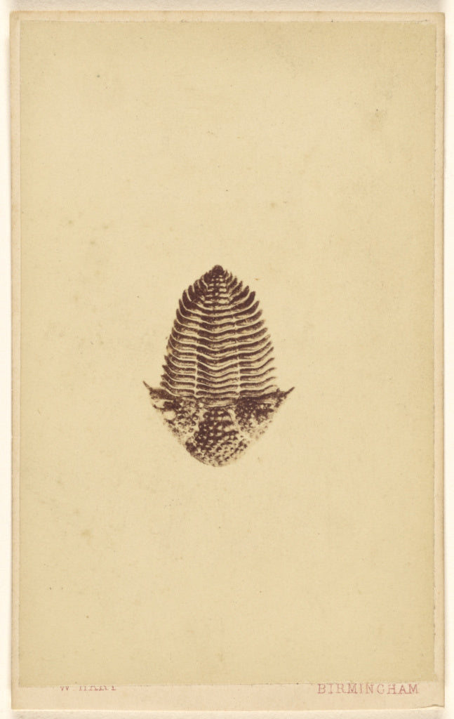 William Hart:[Fossil of a trilobite],16x12