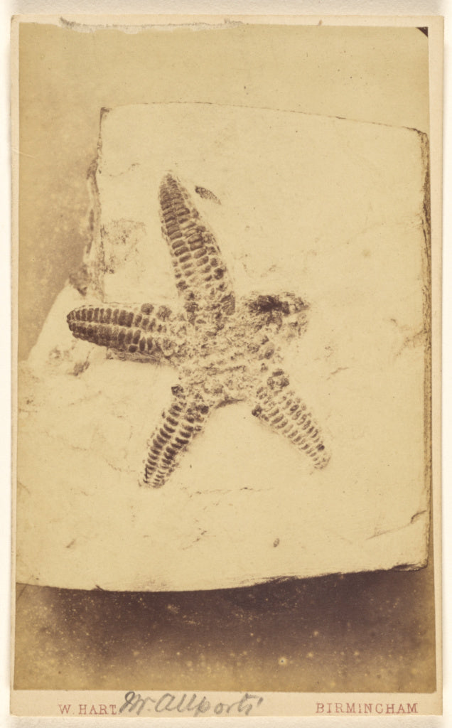 William Hart:[Fossil of a starfish], Poster Print Wall Art