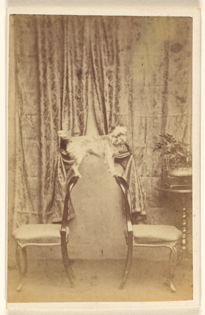 Thomas Forrest:[A dog balanced on two chair backs], Poster Print Wall Art