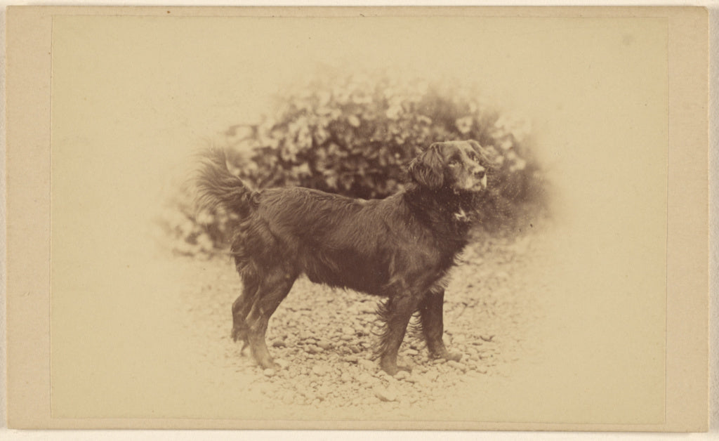 Unknown:[Dog standing, printed in vignette-style], Poster Print Wall Art
