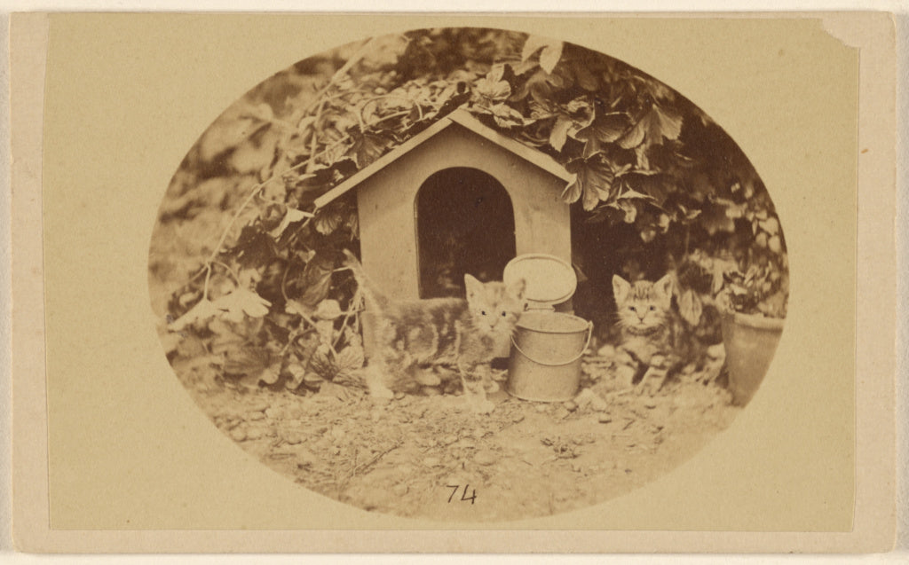 Unknown:[Two kittens near a little house and buckets],16x12"(A3)Poster