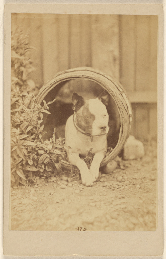 Unknown:[Boston bulldog inside an open barrel], Poster Print Wall Art