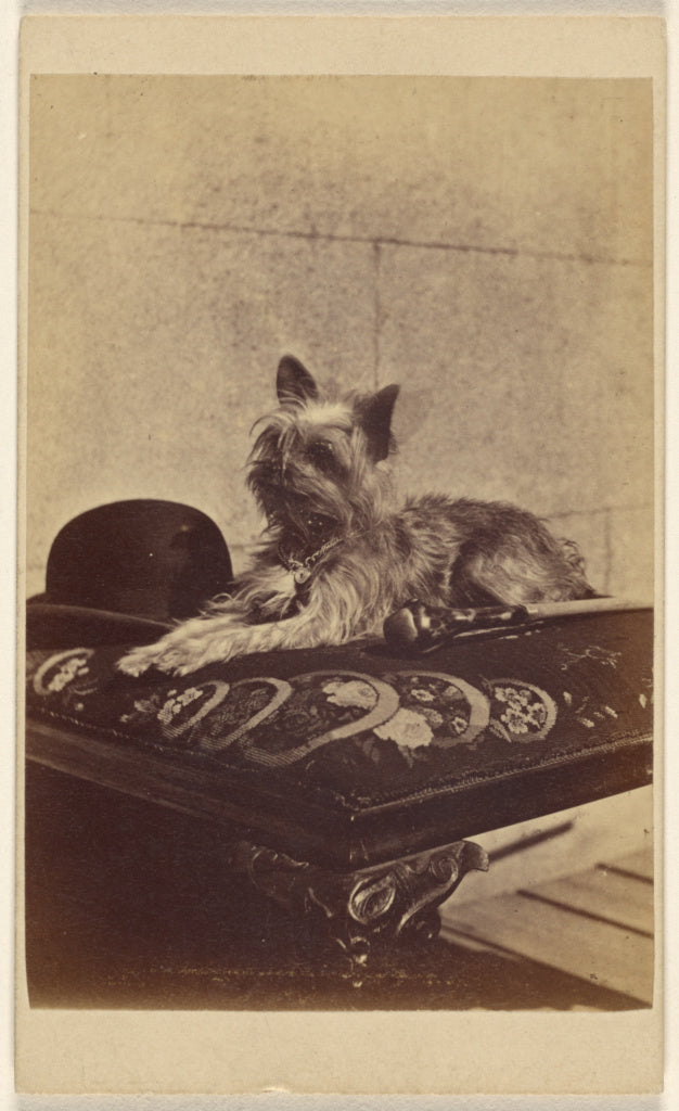Henry Pointer:[Dog lying on ottoman, next to a derby hat and,16x12
